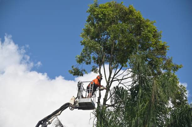 How Our Tree Care Process Works  in  Oneida, NY